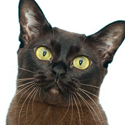 みんなの猫図鑑 スコティッシュフォールド マンチカンなど猫の種類ごとの情報を掲載中 72猫種掲載