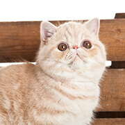 みんなの猫図鑑 人気の猫種 猫の種類から探す